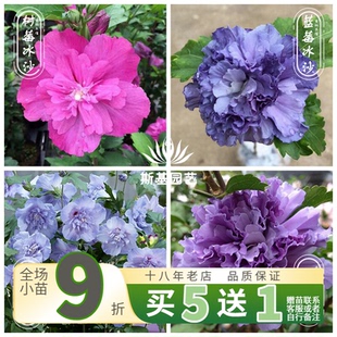 【斯基园艺】日本重瓣木槿-紫玉蓝雪纺树莓蓝莓冰沙花苗当年开花
