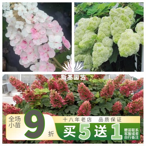 和声栎叶绣球红宝石拖鞋栎叶绣球