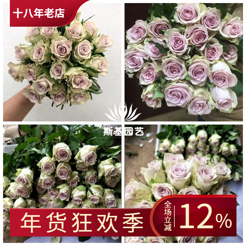 【斯基园艺】海洋之谜月季新品切花蓝色四季花店盆栽扦插小中大苗