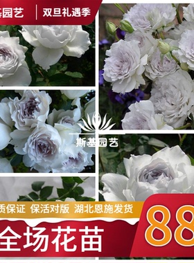 【斯基园艺】加百列大天使月季日本河本纯子浓香灰紫色玫瑰中大苗