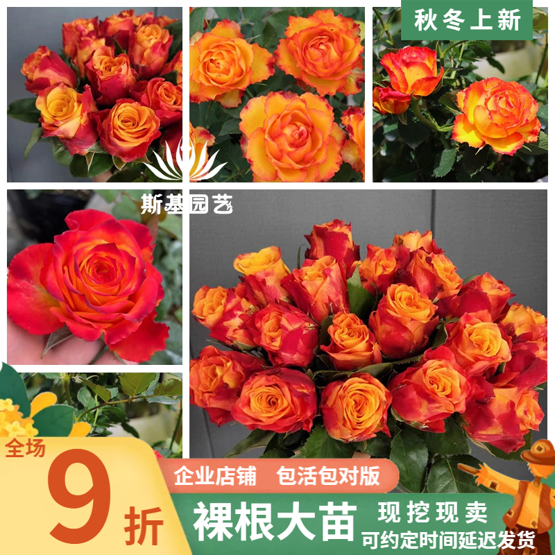 【斯基园艺】火焰/永远的埃斯托里尔月季耐热四季开花裸根大花苗