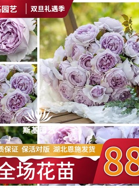 【斯基园艺】隐隐青月季天狼新品丰花蓝紫色浓香灌木经典裸根大苗