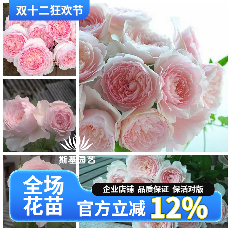 美咲月季日本丰花多头经典盆栽苗