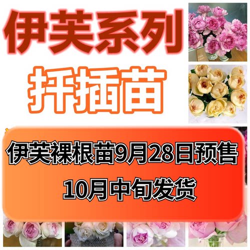 伊芙婚礼盒子月季新品浓香大切花