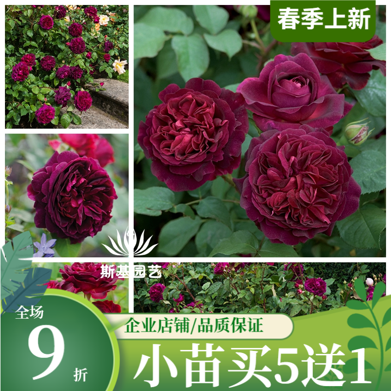 【斯基园艺】曼斯特德·伍德/黑时令草本花卉