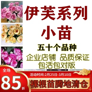 【斯基园艺】伊芙系列月季胭脂香水伯爵飞溅婚礼之路乙女心中小苗