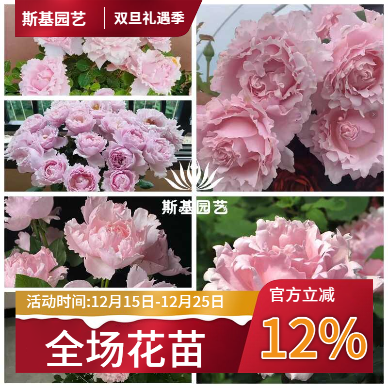 【斯基园艺】索菲罗莎月季法国戴尔巴德玫瑰粉露阳台庭院裸根大苗