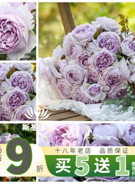 【斯基园艺】隐隐青月季天狼新品丰花蓝紫色浓香灌木经典裸根大苗