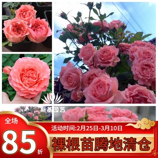 【斯基园艺】珊瑚果冻月季日本河本粉色庭院楼顶大花裸根小中大苗