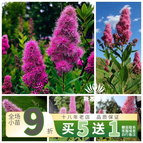 绣线菊柳叶晶石北欧花卉点缀花园