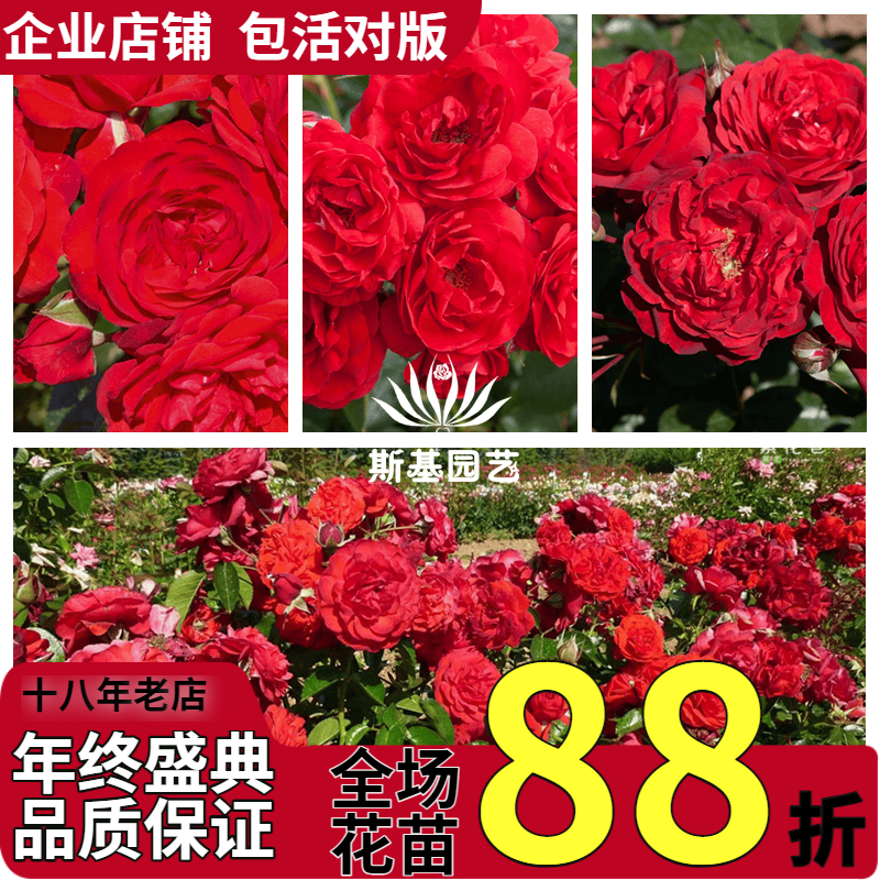 【斯基园艺】猩红伯尼卡月季深圳红法国玫昂抗寒耐热低维护露阳台