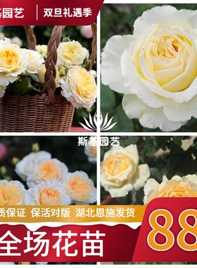 【斯基园艺】碧翠丝月季英国奥斯汀浓香杏黄色切花直立树月棒棒糖