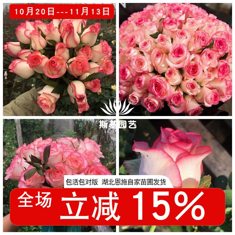 【斯基园艺】艾莎月季爱莎切花朱米莉亚玫瑰庭院盆栽扦插小中大苗