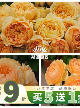【斯基园艺】杏色露台月季荷兰微型棒棒糖树状多头丰花盆栽中大苗