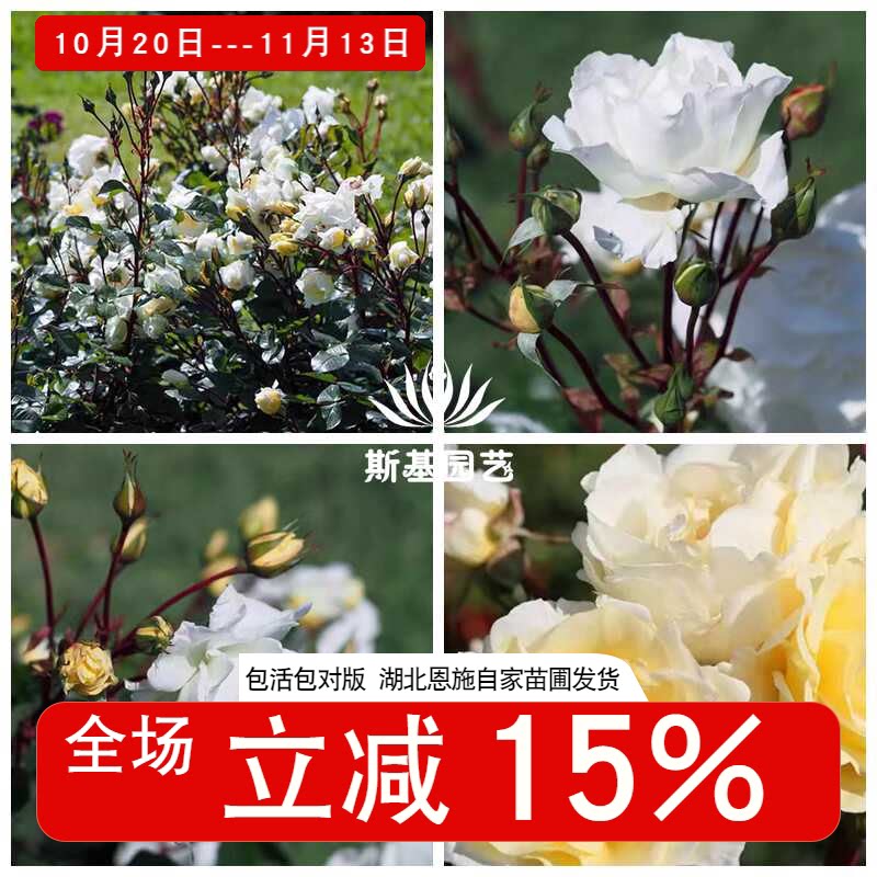 【斯基园艺】导师之花月季德国科德斯白玫瑰露台庭院扦插中大花苗
