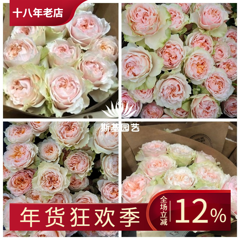 【斯基园艺】维多利亚新娘月季德国新品复古多季直立切花裸根大苗,鲜花速递/花卉仿真/绿植园艺,时令草本花卉,淘宝优惠券,粉丝福利购,淘宝优惠卷