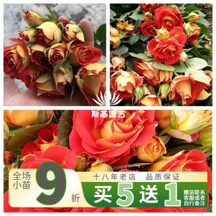 【斯基园艺】双鱼座月季双色玫瑰新品十二星座荷兰微型扦插花大苗