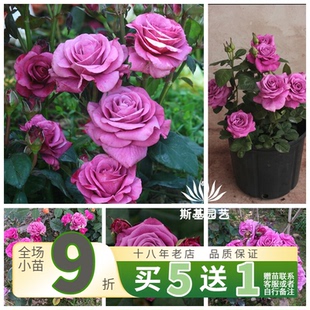 【斯基园艺】冥王星阳台月季荷兰紫色微月露阳台盆栽四季小中大苗