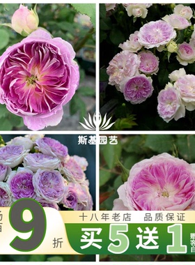 【斯基园艺】蓝月石月季日本河本新品蓝紫色系浓香阳台庭院四季开