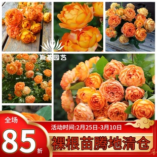 【斯基园艺】焦糖蜂蜜月季法国梅昂大灌木藤本焦糖色扦插小中大苗