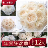 美雪公主月季 斯基园艺 日本纯正白色强香重瓣扦插裸根小中大苗