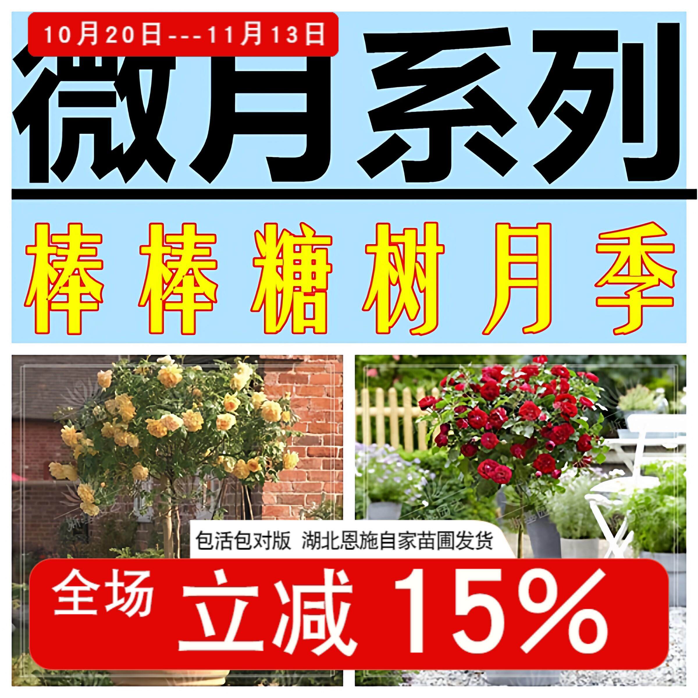 微月棒棒糖树状月季树桩高杆玫瑰花果汁阳台金丝雀海神王庭院浓香