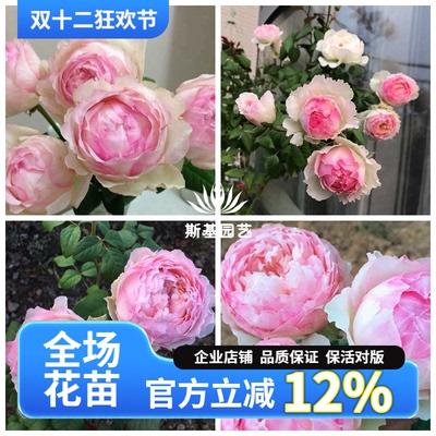 佩尔朱克/桃子月季佩朱日本切花