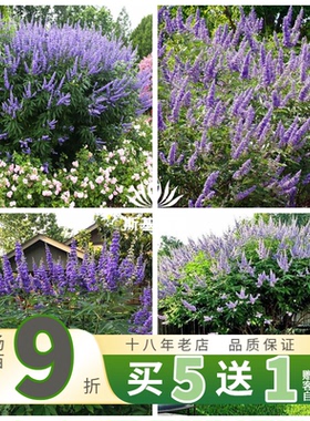 【斯基园艺】穗花牡荆 花苗当年能开花大型蓝色花序花园木本植物