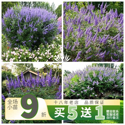 【斯基园艺】穗花牡荆 花苗当年能开花大型蓝色花序花园木本植物