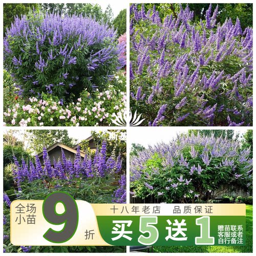 【斯基园艺】穗花牡荆 花苗当年能开花大型蓝色花序花园木本植物