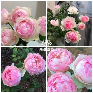 【斯基园艺】佩尔朱克/桃子月季佩朱日本切花包子浓香扦插中大苗