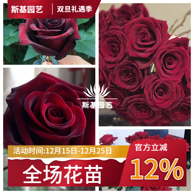 【斯基园艺】黑魔术月季德国切花红黑盆栽庭院捧裸根扦插小中大苗