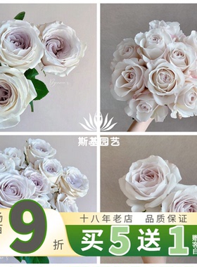 【斯基园艺】银色衬裙月季超新品肯尼亚灰紫色切玫瑰阳台四季开苗