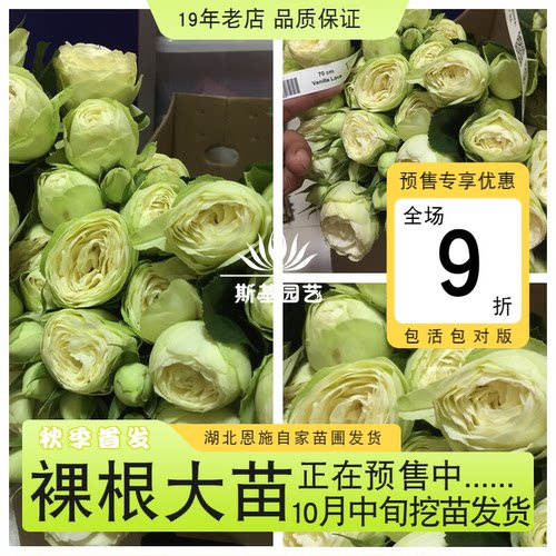【斯基园艺】香草蕾丝月季新品蕾丝系列包子丰盆栽扦插裸根中大苗