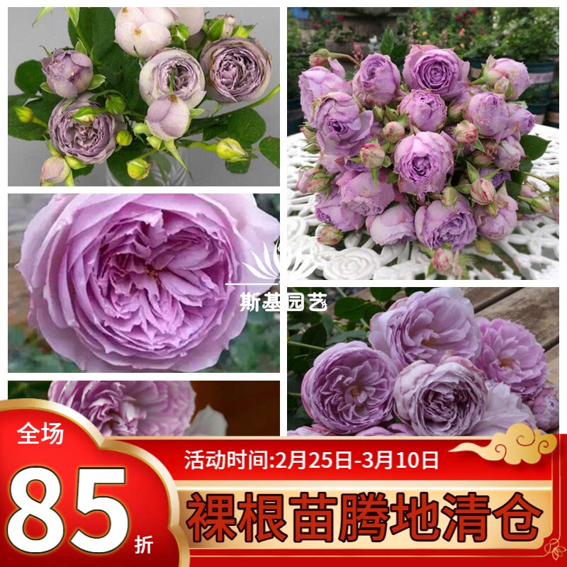 【斯基园艺】青金石月季日本蓝色阳台花庭院盆栽扦插小苗中苗大苗