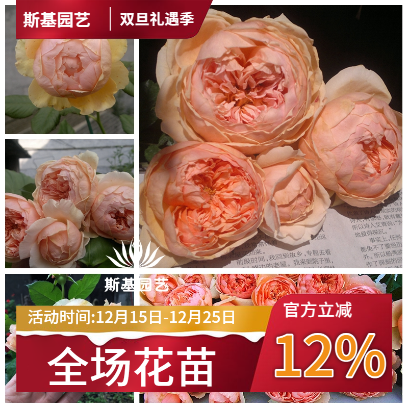 【斯基园艺】真宙月季日本浓香包子花盆栽经典扦插盆栽裸根中大苗