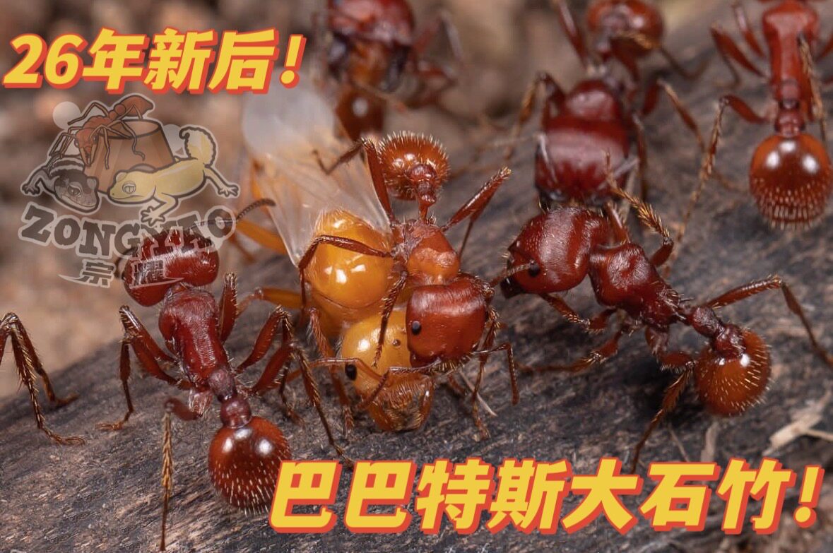 Barbatus Caryophyllum Bogonomyrmex Барбатус рыжебородый муравей 2026 Новая королева муравьиного города Цзунъяо Изображение 1