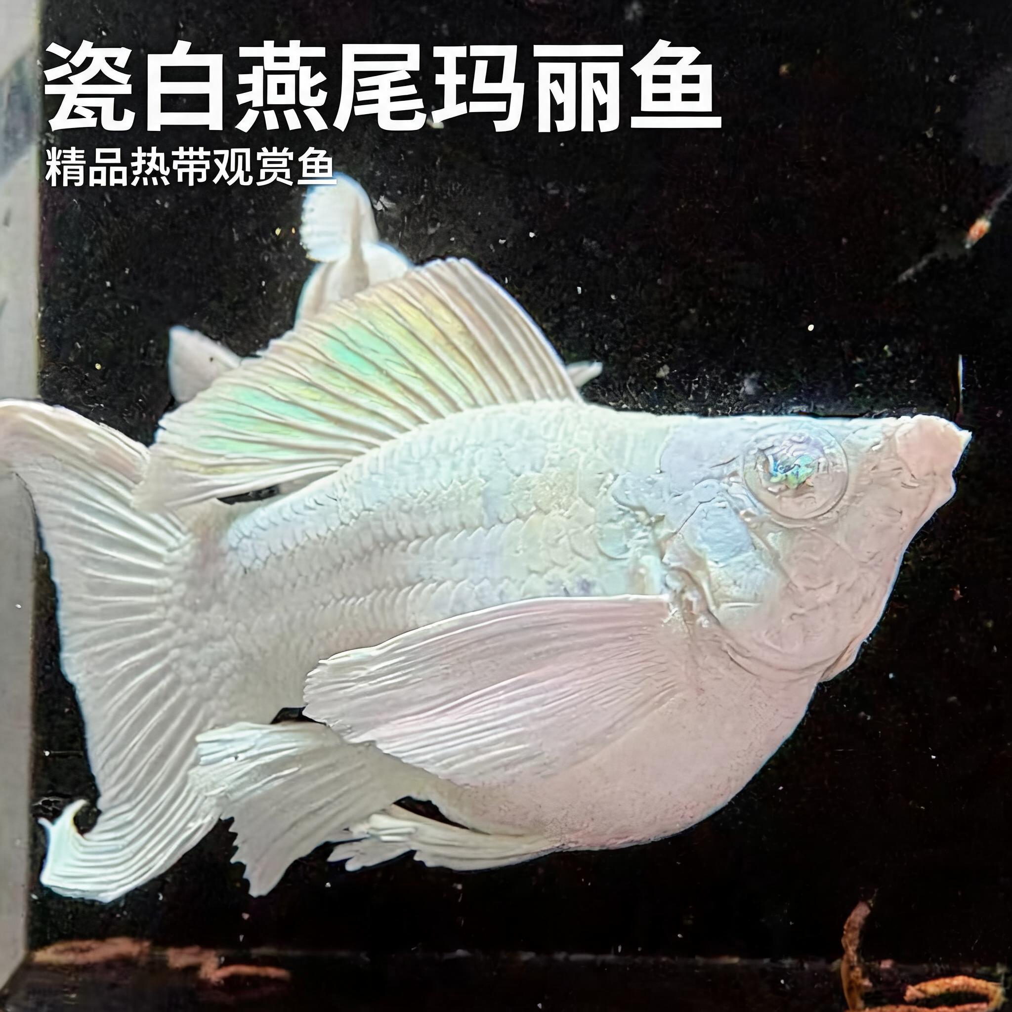 钻石眼玛丽鱼养墨圆尾燕尾玛丽球