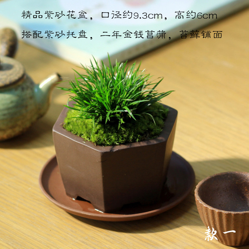 金钱菖蒲昌蒲随手香日本菖蒲盆景盆栽茶桌办公桌面紫砂禅意小绿植