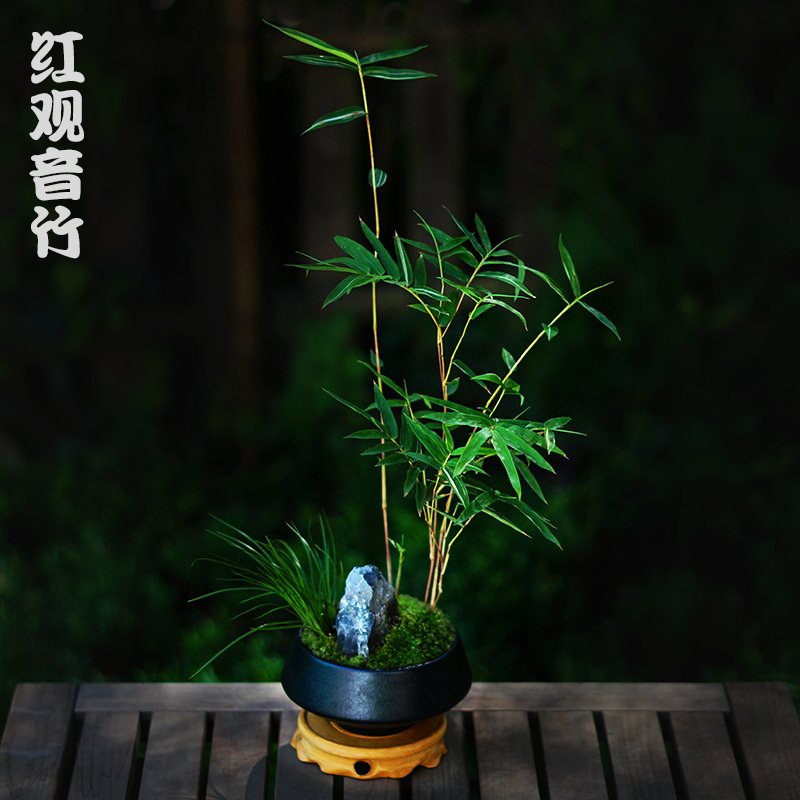 红竹盆景图片,红竹_大山谷图库
