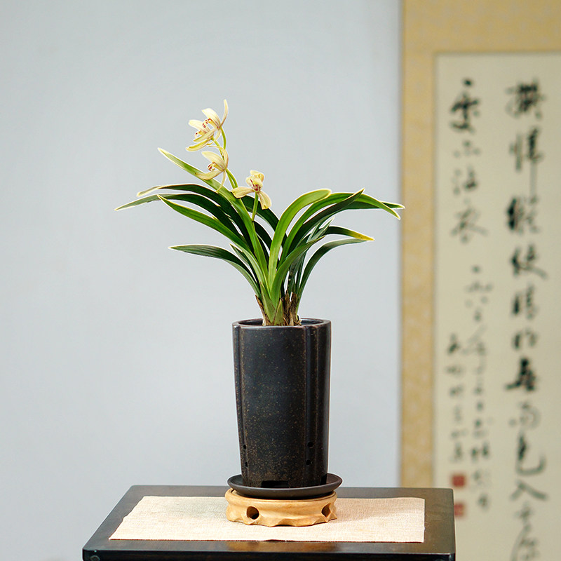 禅月达摩金边兰花建兰国兰室内办公室书房茶桌盆栽绿植格调好养,鲜花速递/花卉仿真/绿植园艺,绿植,淘宝优惠券,粉丝福利购,淘宝优惠卷