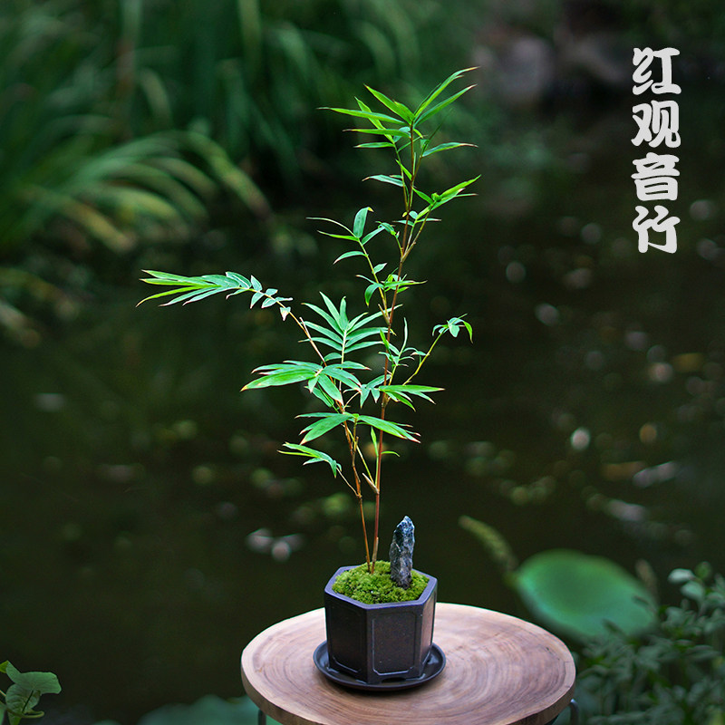 18/20/22/24/26号胶包绿铁线 DIY材料花店用品插花园林种植辅材_虎窝淘