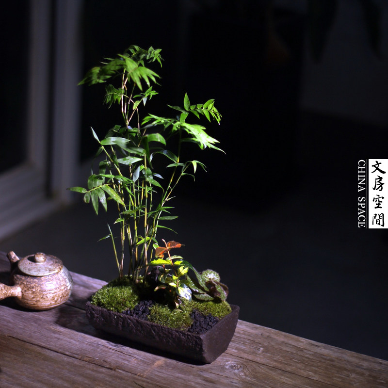 凤尾竹米竹青竹姬翠竹苔藓日式组合办公桌茶桌面禅意盆栽盆景绿植