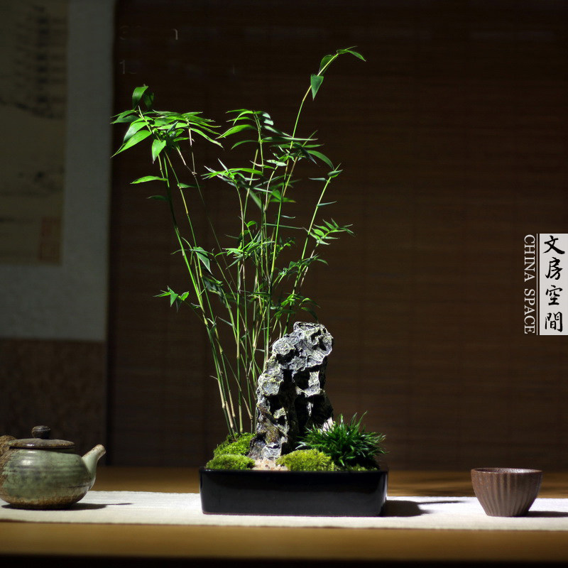 凤尾竹米竹青竹姬翠竹中式日式禅意苔藓枯山水办公桌茶桌盆景盆栽