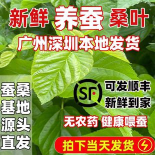 优质新鲜桑叶蚕桑基地源头直发蚕宝宝桑树叶蚕叶小蚕鲜嫩桑叶喂蚕