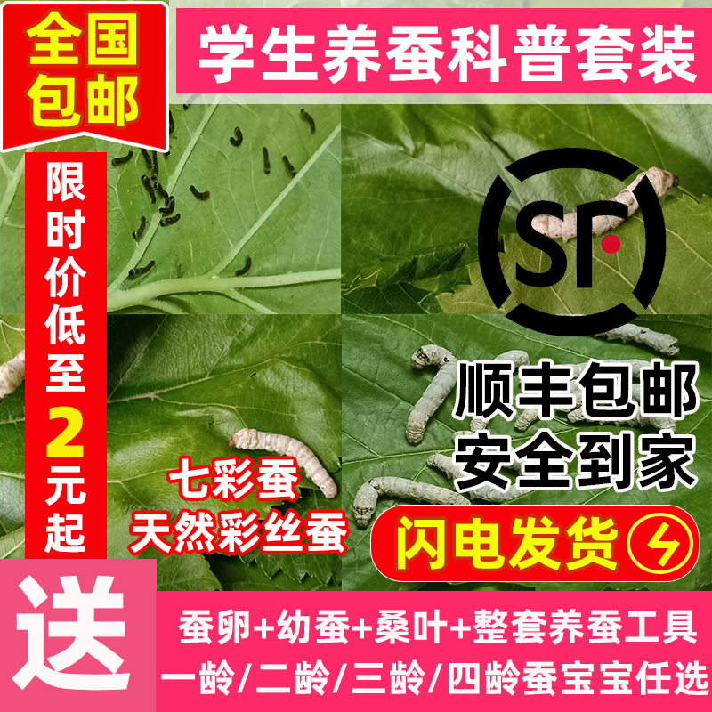 蚕宝宝活物学生养蚕套装蚕卵