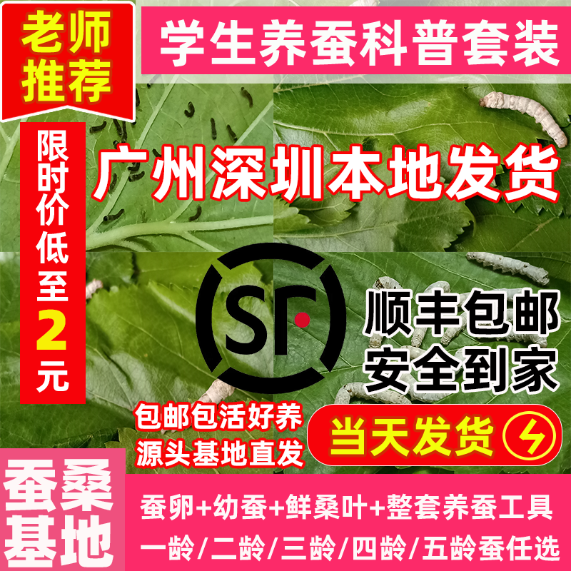 优质蚕宝宝学生养蚕套装蚕卵蚕子春蚕宝宝卵幼虫七彩蚕龄桑叶新鲜