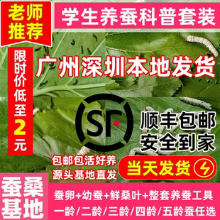 优质蚕宝宝学生养蚕套装蚕卵蚕子春蚕宝宝卵幼虫七彩蚕龄桑叶新鲜