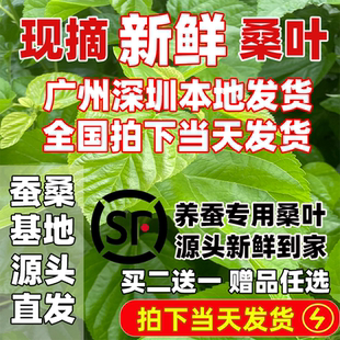 【当天发】新鲜桑叶喂蚕桑树叶蚕卵蚕宝宝学生养蚕套装新鲜嫩小蚕
