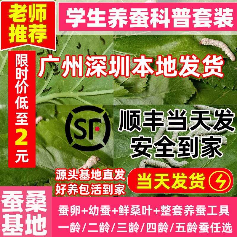 蚕桑基地源头直发蚕宝宝当天发货